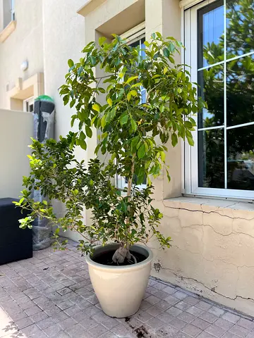 Ficus bonsai tree