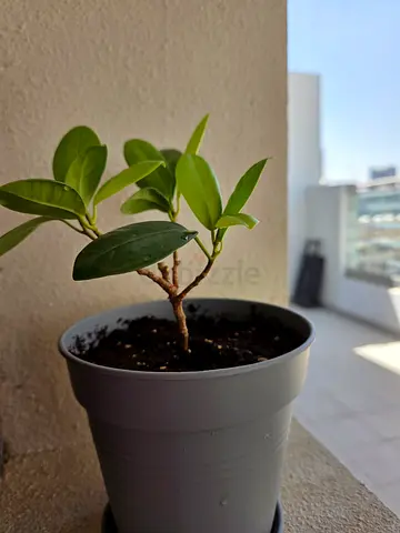 Small indoor potted Ficus Microcarpa plant 15 cm high in gray plastic pot (12.5 cm wide pot).