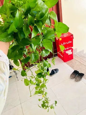 Large Healthy Golden Pothos (Devils Ivy) - Hanging Vine Plant
