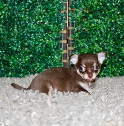 pet