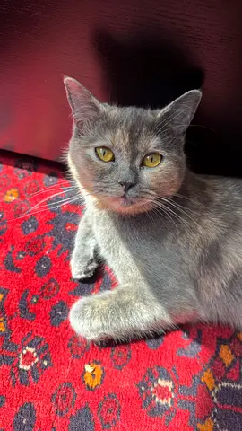 Scottish Cat for Adoption