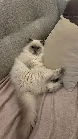 Ragdoll cat looking for his forever home