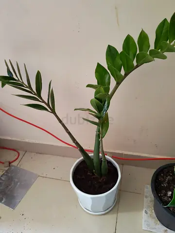 Plants