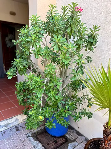 Desert rose