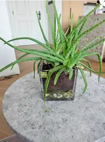 Aloe Vera indoor plant - 50 aed
