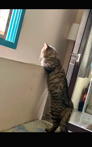 Cat for free adoption