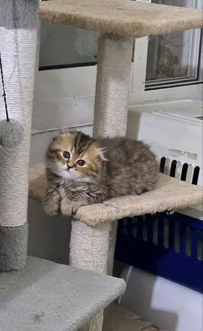 Scottish Fold Longhair Kittens