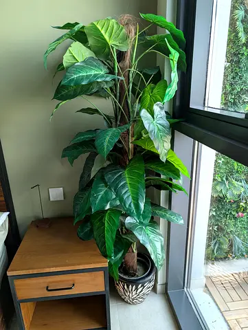 ⫸ * QUICK SELL * Tall Artificial Indoor Plant Tree with Black Cream Ceramic Decor Pot