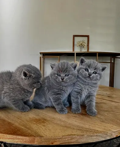 3 Purebred British Shorthair Kittens — Ready for New Homes