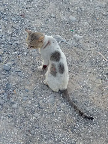 Urgent male cat for free adoption cat need help.