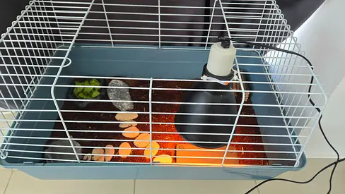 Tortoise Cage with light, substrate,  dishes