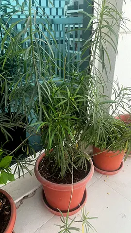 Yellow Oleander outdoor  plant with pot