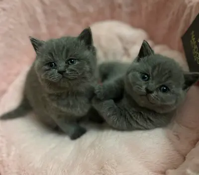 Shorthair British kittens