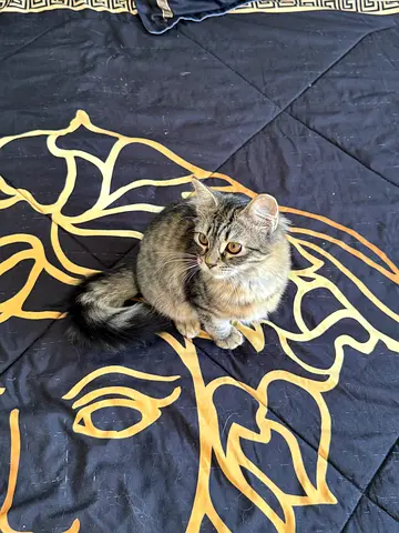 Cat for free
