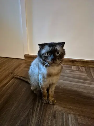 Free Cat For Adoption