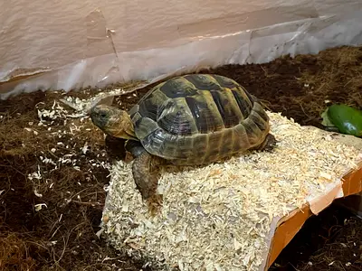 Tortoise for free adoption, looking for a new home