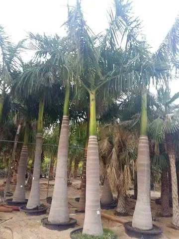 Royal Palm For Sale