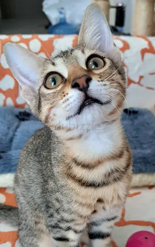 Meet Baby Kitten Adam - Arabian Mau/Tabby for FREE adoption!