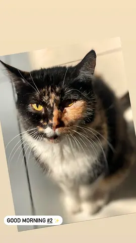 Cat for adoption