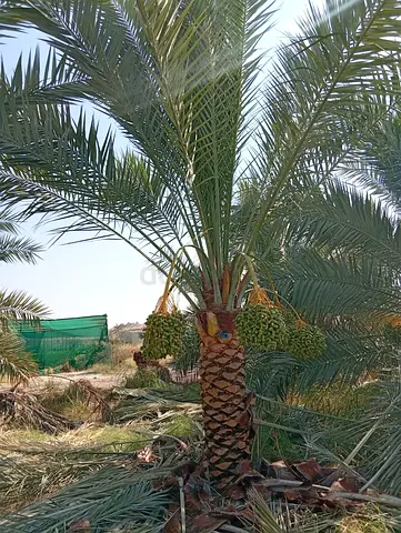 Date Palm for Sale