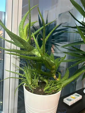 Indoor potted plants - message for details