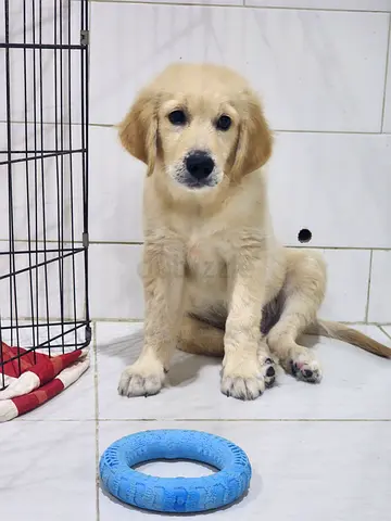 Golden Retriever puppy male