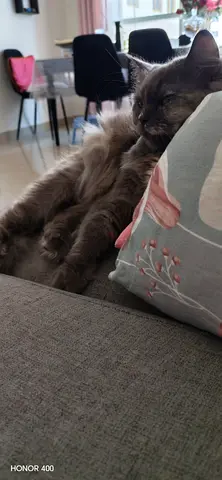 Free cat