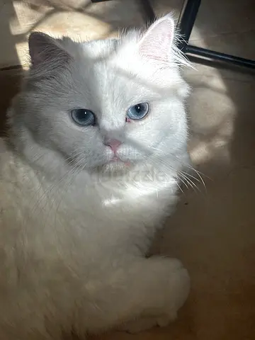 Persian cat