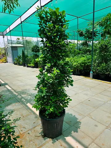 Ficus Tree For Sale
