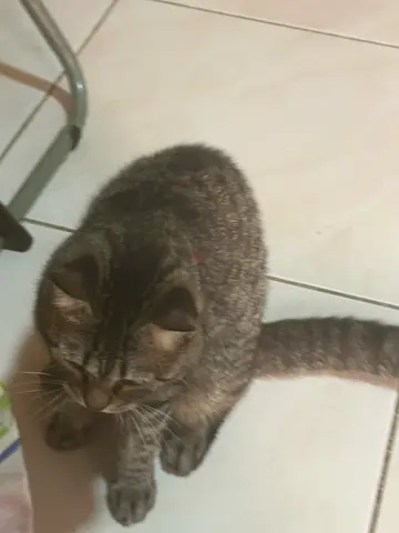 British shorthhair for adoption