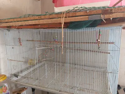 Big bird cage