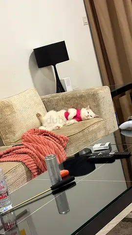 Cat’s for adoption