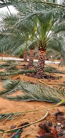 Date Palm for Sale