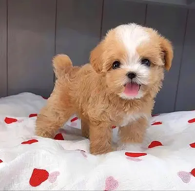 Teacup poodle puppies
