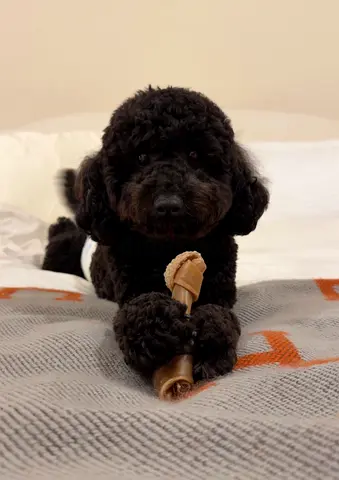 Friendly black poodle