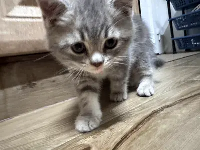 Clean Friendly grey kitten available - playful and healthy 2 cats for adoption for free