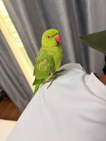 Lost parrot in marina