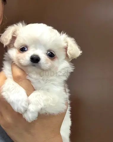 pet