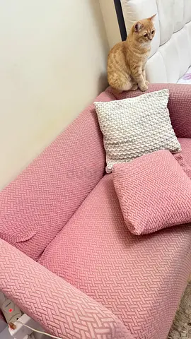 Light Pink 2-Seater Fabric Sofa — Good Condition