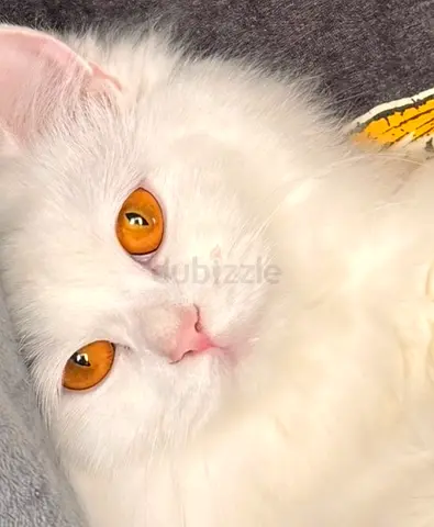 Lucy Cat for Adoption