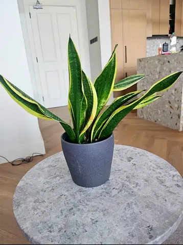 Snake Plant -Sansevieria