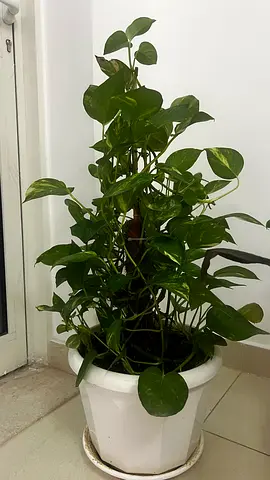 Money plant indoor plant with pot