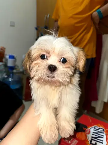 pet
