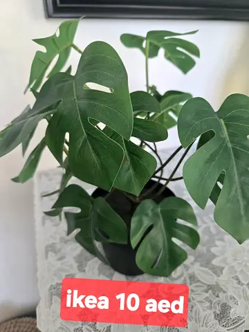 Plant decor