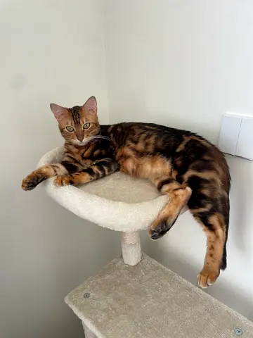 Bengal cat for adoption