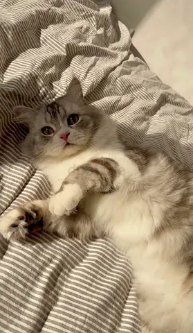 Male Cat for Adoption