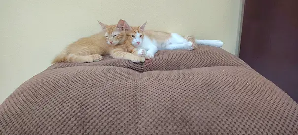 Ginger kittens for free adoption with accessories
