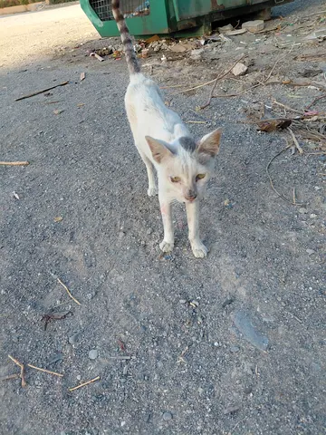 Urgent female cat for free adoption