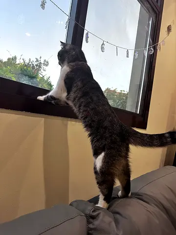 Grey and White Scottish fold : tabby mix Cat for Free Adoption