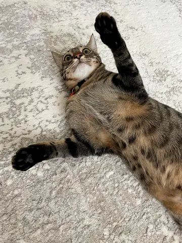 Outdoor Cat
